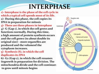 INTERPHASE
1)- Interphase is the phase of the cell cycle in
which a typical cell spends most of its life.
2)- During this phase, the cell copies its
DNA in preparation for mitosis
3)- There are three phases in interphase
4)- G (Gap 1), in which the cell grows and
functions normally. During this time,
a high amount of protein synthesis occurs
and the cell grows (to about double its
original size) - more organelles are
produced and the volumeof the
cytoplasm increases.
5)- Synthesis (S), in which the cell
duplicates its DNA
6)- G2 (Gap 2), in which the cell resumes
itsgrowth in preparation for division. The
mitochondria divide and the cell continues
to grow until mitosis begins
 