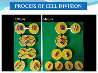 PROCESS OF CELL DIVISION
 