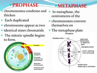 PROPHASE
 chromosomes condense and
thicken
 Each duplicated
 chromosome appear as two
 identical sister chromatids
 The mitotic spindle begins
to form.
METAPHASE
 In metaphase, the
centromeres of the
 chromosomes convene
themselves on
 The metaphase plate
 