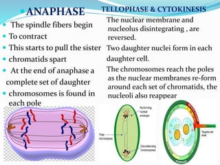 ANAPHASE
 The spindle fibers begin
 To contract
 This starts to pull the sister
 chromatids spart
 At the end of anaphase a
complete set of daughter
 chromosomes is found in
each pole
TELLOPHASE & CYTOKINESIS
The nuclear membrane and
nucleolus disintegrating , are
reversed.
Two daughter nuclei form in each
daughter cell.
The chromosomes reach the poles
as the nuclear membranes re-form
around each set of chromatids, the
nucleoli also reappear
 