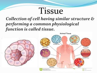 Tissue
Collection of cell having similar structure &
performing a common physiological
function is called tissue.
 