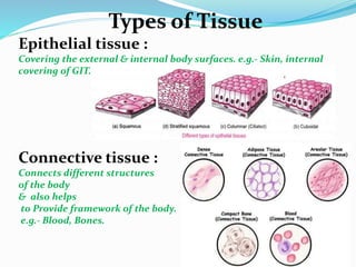 Types of Tissue
Epithelial tissue :
Covering the external & internal body surfaces. e.g.- Skin, internal
covering of GIT.
Connective tissue :
Connects different structures
of the body
& also helps
to Provide framework of the body.
e.g.- Blood, Bones.
 