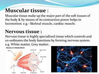 Muscular tissue :
Muscular tissue make up the major part of the soft tissues of
the body & by means of its contraction power helps in
locomotion. e.g.- Skeletal muscle, cardiac muscle.
Nervous tissue :
Nervous tissue is highly specialized tissue which controls and
co-ordinates the body functions by forming nervous system.
e.g. White matter, Grey matter.
 