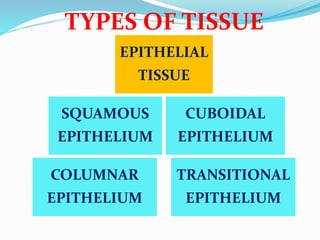 TYPES OF TISSUE
SQUAMOUS
EPITHELIUM
CUBOIDAL
EPITHELIUM
COLUMNAR
EPITHELIUM
TRANSITIONAL
EPITHELIUM
EPITHELIAL
TISSUE
 