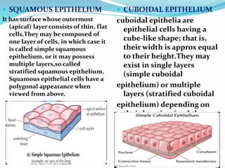  SQUAMOUS EPITHELIUM
It has surface whose outermost
(apical) layer consists of thin, flat
cells.They may be composed of
one layer of cells, in which case it
is called simple squamous
epithelium, or it may possess
multiple layers,so called
stratified squamous epithelium.
Squamous epithelial cells have a
polygonal appearance when
viewed from above.
 CUBOIDAL EPITHELIUM
cuboidal epithelia are
epithelial cells having a
cube-like shape; that is,
their width is approx equal
to their height.They may
exist in single layers
(simple cuboidal
epithelium) or multiple
layers (stratified cuboidal
epithelium) depending on
their location (and thus
 function) in the body.
 