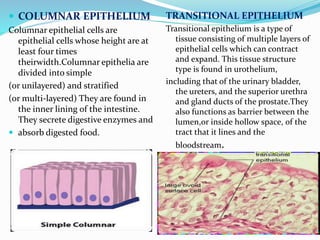  COLUMNAR EPITHELIUM
Columnar epithelial cells are
epithelial cells whose height are at
least four times
theirwidth.Columnar epithelia are
divided into simple
(or unilayered) and stratified
(or multi-layered) They are found in
the inner lining of the intestine.
They secrete digestive enzymes and
 absorb digested food.
TRANSITIONAL EPITHELIUM
Transitional epithelium is a type of
tissue consisting of multiple layers of
epithelial cells which can contract
and expand. This tissue structure
type is found in urothelium,
including that of the urinary bladder,
the ureters, and the superior urethra
and gland ducts of the prostate.They
also functions as barrier between the
lumen,or inside hollow space, of the
tract that it lines and the
bloodstream.
 