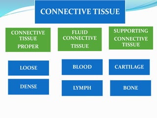 CONNECTIVE TISSUE
SUPPORTING
CONNECTIVE
TISSUE
FLUID
CONNECTIVE
TISSUE
CONNECTIVE
TISSUE
PROPER
DENSE
LOOSE BLOOD
LYMPH
CARTILAGE
BONE
 