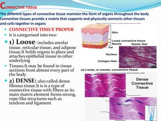 CONNECTIVE TISSUE
The different types of connective tissue maintain the form of organs throughout the body
Connective tissues provide a matrix that supports and physically connects other tissues
and cells together in organs
 CONNECTIVE TISSUE PROPER
 it is categorised into two:
 1) Loose: includes areolar
tissue, reticular tissue, and adipose
tissue.It holds organs in place and
attaches epithelial tissue to other
underlying
 Tissues.It may be found in tissue
sections from almost every part of
the body
 2) DENSE: also called dense
fibrous tissue.It is is a type of
connective tissue with fibers as its
main matrix element forms strong,
rope-like structures such as
tendons and ligament
 