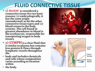FLUID CONNECTIVE TISSUE
 1) BLOOD is considered a
connective tissue for two basic
reasons: (1) embryologically, it
has the same origin
(mesodermal) as do the other
connective tissue types and (2)
blood connects the body
systems .The cell found in
greatest abundance in blood is
the erythrocyte, responsible for
transporting oxygen to body
tissues
 2) LYMPH is a clear fluid that
is similar to plasma but contains
less protein.It flows through
lymphatic vessels throughout
the
 body and includes chemicals
and cells whose composition
varies according to location
within
 the body.
 