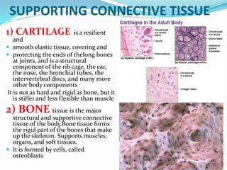 SUPPORTING CONNECTIVE TISSUE
1) CARTILAGE is a resilient
and
 smooth elastic tissue, covering and
 protecting the ends of thelong bones
at joints, and is a structural
component of the rib cage, the ear,
the nose, the bronchial tubes, the
intervertebral discs, and many more
other body components
It is not as hard and rigid as bone, but it
is stiffer and less flexible than muscle
2) BONE tissue is the major
structural and supportive connective
tissue of the body.Bone tissue forms
the rigid part of the bones that make
up the skeleton. Supports muscles,
organs, and soft tissues.
 It is formed by cells, called
osteoblasts
 