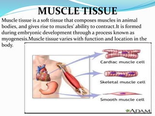 MUSCLE TISSUE
Muscle tissue is a soft tissue that composes muscles in animal
bodies, and gives rise to muscles' ability to contract.It is formed
during embryonic development through a process known as
myogenesis.Muscle tissue varies with function and location in the
body.
 