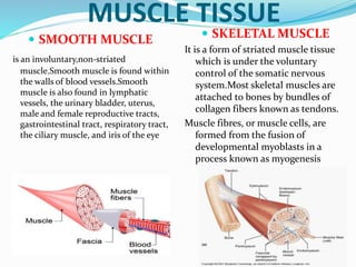 MUSCLE TISSUE
 SMOOTH MUSCLE
is an involuntary,non-striated
muscle.Smooth muscle is found within
the walls of blood vessels.Smooth
muscle is also found in lymphatic
vessels, the urinary bladder, uterus,
male and female reproductive tracts,
gastrointestinal tract, respiratory tract,
the ciliary muscle, and iris of the eye
 SKELETAL MUSCLE
It is a form of striated muscle tissue
which is under the voluntary
control of the somatic nervous
system.Most skeletal muscles are
attached to bones by bundles of
collagen fibers known as tendons.
Muscle fibres, or muscle cells, are
formed from the fusion of
developmental myoblasts in a
process known as myogenesis
 