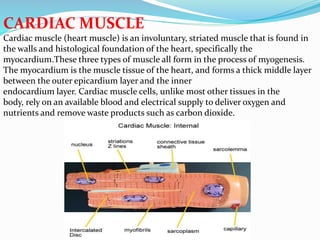 CARDIAC MUSCLE
Cardiac muscle (heart muscle) is an involuntary, striated muscle that is found in
the walls and histological foundation of the heart, specifically the
myocardium.These three types of muscle all form in the process of myogenesis.
The myocardium is the muscle tissue of the heart, and forms a thick middle layer
between the outer epicardium layer and the inner
endocardium layer. Cardiac muscle cells, unlike most other tissues in the
body, rely on an available blood and electrical supply to deliver oxygen and
nutrients and remove waste products such as carbon dioxide.
 