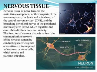 NERVOUS TISSUE
Nervous tissue or nerve tissue is the
main tissue component of the two parts of the
nervous system; the brain and spinal cord of
the central nervous system (CNS), and the
branching peripheral nerves of the peripheral
nervous system (PNS), which regulates and
controls bodily functions and activity.
The function of nervous tissue is to form the
communication network
of the nervous system by
conducting electric signals
across tissue.It is composed
of neurons, or nerve cells,
which receive and
transmit impulses.
 