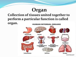 Organ
Collection of tissues united together to
perform a particular function is called
organ.
 