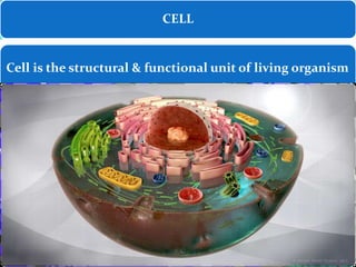 CELL
Cell is the structural & functional unit of living organism
 