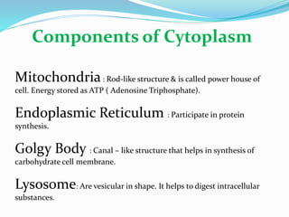 Components of Cytoplasm
Mitochondria: Rod-like structure & is called power house of
cell. Energy stored as ATP ( Adenosine Triphosphate).
Endoplasmic Reticulum : Participate in protein
synthesis.
Golgy Body : Canal – like structure that helps in synthesis of
carbohydrate cell membrane.
Lysosome: Are vesicular in shape. It helps to digest intracellular
substances.
 
