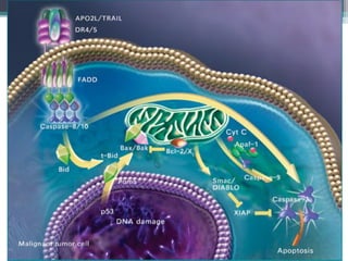 Apoptosis: Programmed Cell Death | PDF