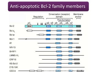 Anti-apoptotic Bcl-2 family members
Adapted from Adams and Cory, Science 281, 1322-1226, 1998
Anti-apoptotic Bcl-2 family members
 