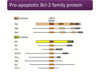 Pro-apoptotic Bcl-2 family protein
 