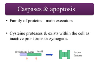 Caspases & apoptosis
• Family of proteins - main executors
• Cysteine proteases & exists within the cell as
inactive pro- forms or zymogens.
 