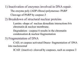 1) Inactivation of enzymes involved in DNA repair.
The enzyme poly (ADP-ribose) polymerase- PARP
Cleavage of PARP by caspase-3
2) Breakdown of structural nuclear proteins
Lamins -shape of nucleus &mediate interactions b/n
chromatin & nuclear membrane.
Degradation - caspase 6 results in the chromatin
condensation & nuclear fragmentation
3) Fragmentation of DNA
CAD, or caspase activated Dnase- fragmentation of DNA
into nucleosomal
ICAD (inactive)- cleaved by caspases, such as caspase 3
 