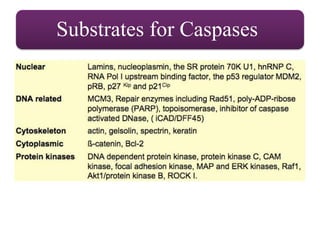 Substrates for Caspases
 