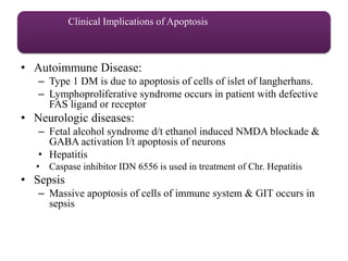 Clinical Implications of Apoptosis
• Autoimmune Disease:
– Type 1 DM is due to apoptosis of cells of islet of langherhans.
– Lymphoproliferative syndrome occurs in patient with defective
FAS ligand or receptor
• Neurologic diseases:
– Fetal alcohol syndrome d/t ethanol induced NMDA blockade &
GABA activation l/t apoptosis of neurons
• Hepatitis
• Caspase inhibitor IDN 6556 is used in treatment of Chr. Hepatitis
• Sepsis
– Massive apoptosis of cells of immune system & GIT occurs in
sepsis
 