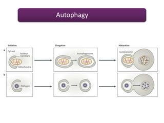 Autophagy
 