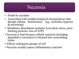 Necrosis
• Death by accident
• Associated with nonphysiological circumstances that
disrupt cellular homeostasis (eg., ischemia, hypoxia
& poisoning)
• Membrane dissolution (osmotic lysis,shear stress, pore-
forming proteins, loss of ATP)
• Necrosis is bad because cellular material (including
degradative enzymes) is released into surrounding
tissue
• Affects contiguous groups of cell
• Necrosis usually causes inflammatory reaction
 