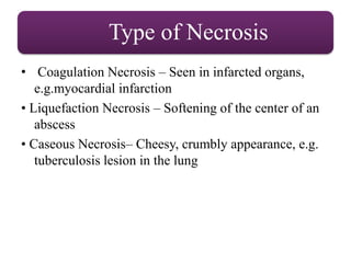 Type of Necrosis
• Coagulation Necrosis – Seen in infarcted organs,
e.g.myocardial infarction
• Liquefaction Necrosis – Softening of the center of an
abscess
• Caseous Necrosis– Cheesy, crumbly appearance, e.g.
tuberculosis lesion in the lung
 