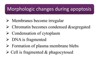 Morphologic changes during apoptosis
 Membranes become irregular
 Chromatin becomes condensed &segregated
 Condensation of cytoplasm
 DNA is fragmented
 Formation of plasma membrane blebs
 Cell is fragmented & phagocytosed
 