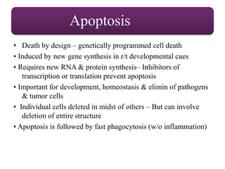 Apoptosis
• Death by design – genetically programmed cell death
• Induced by new gene synthesis in r/t developmental cues
• Requires new RNA & protein synthesis– Inhibitors of
transcription or translation prevent apoptosis
• Important for development, homeostasis & elimin of pathogens
& tumor cells
• Individual cells deleted in midst of others – But can involve
deletion of entire structure
• Apoptosis is followed by fast phagocytosis (w/o inflammation)
 