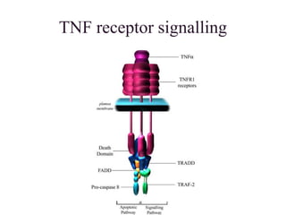 TNF receptor signalling
 