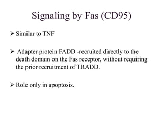 Signaling by Fas (CD95)
 Similar to TNF
 Adapter protein FADD -recruited directly to the
death domain on the Fas receptor, without requiring
the prior recruitment of TRADD.
 Role only in apoptosis.
 