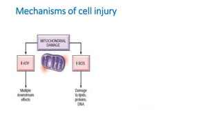 adaptation, cell injury and cell death | PPTX