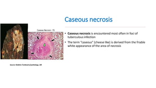adaptation, cell injury and cell death | PPTX
