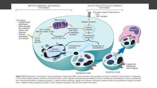 adaptation, cell injury and cell death | PPTX