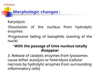 Cell Deathpptforugstudentssssssssssssss.ppt
