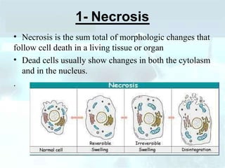 cell death. microbiology easy 2nd year ppt | PPT