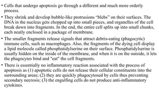 Cell death.pptx and apoptosis cycle in cellular life | PPTX