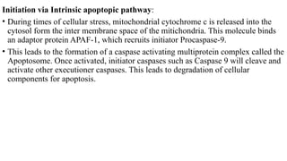 Cell death.pptx and apoptosis cycle in cellular life | PPTX