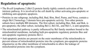 Cell death.pptx and apoptosis cycle in cellular life | PPTX