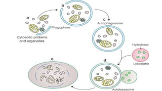 Cell death.pptx and apoptosis cycle in cellular life | PPTX