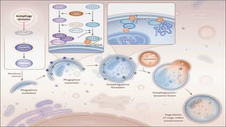Cell death.pptx and apoptosis cycle in cellular life | PPTX