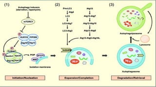Cell death.pptx and apoptosis cycle in cellular life | PPTX