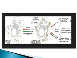 autophagy- survival and cell death. | PPTX
