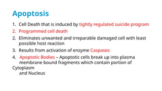 Cell death - Necrosis, apoptosis, autolysis, cellular aging | PPTX