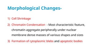 Cell death - Necrosis, apoptosis, autolysis, cellular aging | PPTX