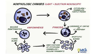 Cell death - Necrosis, apoptosis, autolysis, cellular aging | PPTX